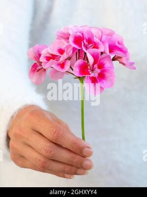 Femme méconnaissable tenant une fleur de pélargonium rose dans sa main. Mise au point sélective. Banque D'Images