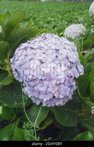 Fleurs d'Hydrangea serrata Banque D'Images