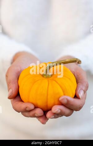 Femme méconnaissable tenant une citrouille naine décorative jaune dans ses mains. Banque D'Images