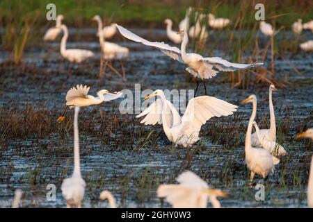 Un grand Egret blanc débarquant dans un marais herbacé entouré d'un troupeau d'Egrets blancs et Snowy le matin peu après le lever du soleil. Banque D'Images