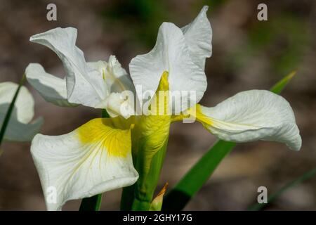 Iris sibirica 'jaune lavant' plante d'iris sibérien Banque D'Images