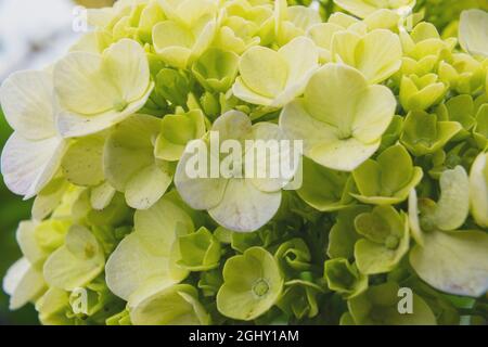Fleurs d'Hydrangea serrata Banque D'Images