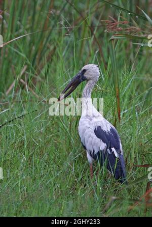 Asian Openbill (Anastomus oscitans) adulte debout dans le marais Sri Lanka Décembre Banque D'Images