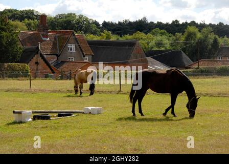 Deux chevaux paître dans un champ, Ranworth, Norfolk, Angleterre avec clôture et construction de ferme au-delà Banque D'Images