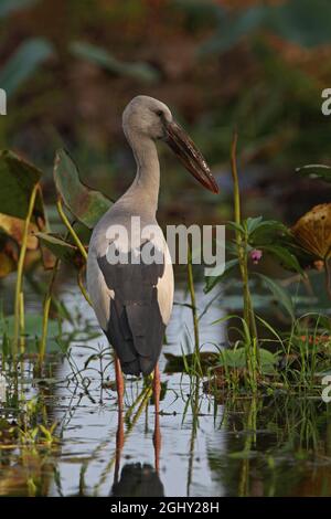 Asian Openbill (Anastomus oscitans) adulte debout dans le marais Sri Lanka Décembre Banque D'Images