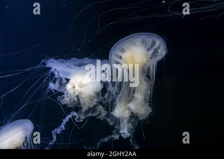 Magnifique vue sous-marine des méduses de jaune d'œuf nageant librement dans l'eau Banque D'Images