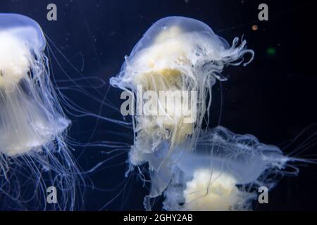 Magnifique vue sous-marine des méduses de jaune d'œuf nageant librement dans l'eau Banque D'Images