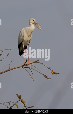 Openbill asiatique (Anastomus oscitans) adulte perché dans l'arbre Chitwan NP, Népal Janvier Banque D'Images