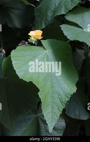 Abutilon grandiflorum poilu de l'Inde – fleurs jaunes et grandes feuilles en forme de coeur, août, Angleterre, Royaume-Uni Banque D'Images