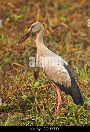 Openbill asiatique (Anastomus oscitans) adulte debout dans le marais Kaziranga NP, Assam, Inde Janvier Banque D'Images