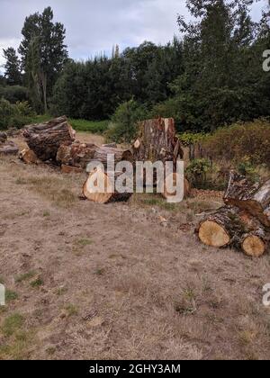 Vue d'une pile de rondins hachés dans une zone forestière près d'un marais par une journée couverte Banque D'Images