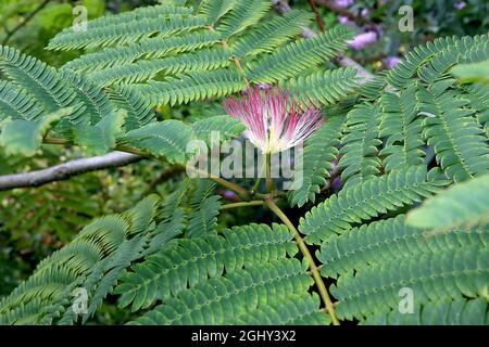 Albizia julibrissin arbre en soie rose « rosea » – fleurs roses et blanches moelleuses et grandes feuilles vertes jaunes ressemblant à des fougères sur tiges voûtes, août, Angleterre, Banque D'Images
