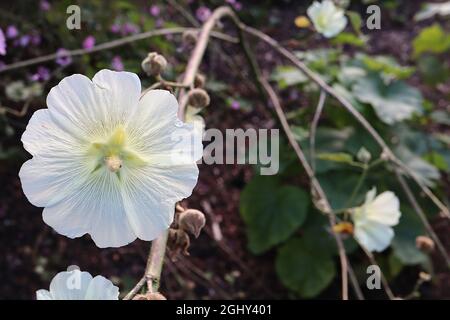 Alcea rugosa Russian hollyhock – fleurs de crème en forme de soucoupe aux pétales crantés, août, Angleterre, Royaume-Uni Banque D'Images