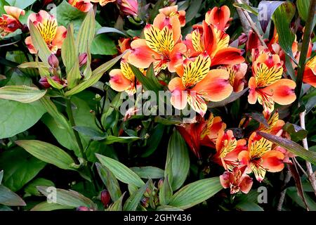 Alstroemeria ‘Indian Summer’ péruvien été indien – fleurs en forme d'entonnoir orange avec lavage jaune, rayures roses profondes et mouchetures brunes, août, Banque D'Images