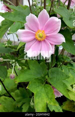 Anemone x hybrida ‘elegans’ Japanese anemone elegans – demi-double fleur rose pâle en forme de soucoupe avec marges blanches, août, Angleterre, Royaume-Uni Banque D'Images