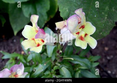 Antirrhinum majus «Antirinca Peachy» snapdragon Antirinca Peachy - tiges courtes de fleurs à bec ouvert jaune mauve avec un palais à lobes jaune et rouge, Banque D'Images