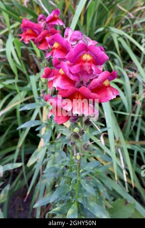 Antirrhinum majus «Illumination Mix» snapdragon Illumination Mix – tiges courtes de fleurs roses et rouges profondes avec un palais jaune, août, Angleterre, Royaume-Uni Banque D'Images