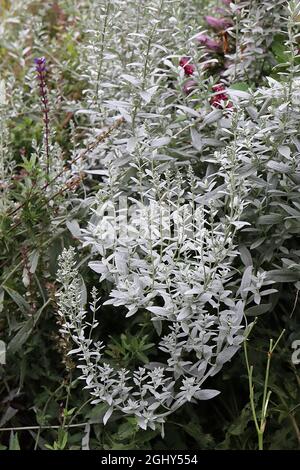 Armoise Artemisia ludoviciana argentée – tiges hautes et voûtées de feuilles et tiges argentées elliptiques, août, Angleterre, Royaume-Uni Banque D'Images