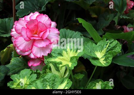 Begonia tuberosa, double fleur blanche en forme de majestic White Pink Picotee, avec marges roses profondes et marmotte, août, Angleterre, Royaume-Uni Banque D'Images