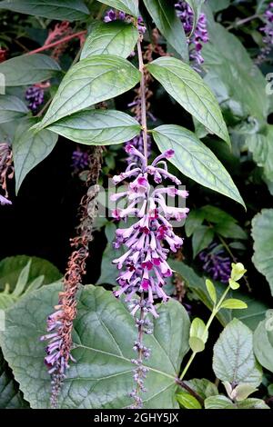 Buddleja lindleyana le buisson de Lindley – grappes pendantes de fleurs tubulaires mauve avec intérieur violet vif, août, Angleterre, Royaume-Uni Banque D'Images