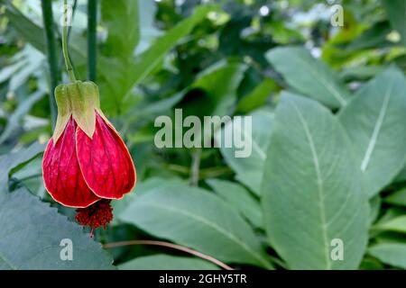 Callianthe picta Abutilon pictum – fleurs rouges en forme de cloche avec nervures bordeaux et sépales vert clair, août, Angleterre, Royaume-Uni Banque D'Images