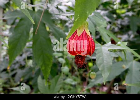 Callianthe picta Abutilon pictum – fleurs rouges en forme de cloche avec nervures bordeaux et sépales vert clair, août, Angleterre, Royaume-Uni Banque D'Images