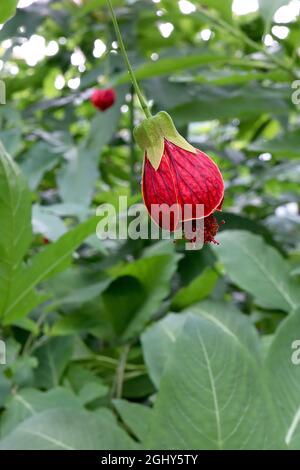 Callianthe picta Abutilon pictum – fleurs rouges en forme de cloche avec nervures bordeaux et sépales vert clair, août, Angleterre, Royaume-Uni Banque D'Images