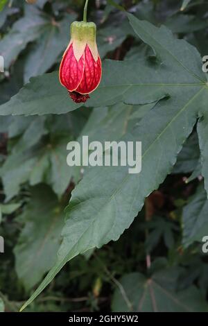 Callianthe picta Abutilon pictum – fleurs rouges en forme de cloche avec nervures bordeaux et sépales vert clair, août, Angleterre, Royaume-Uni Banque D'Images