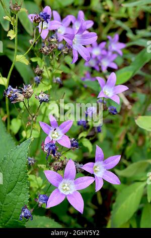 Campanula lactiflora ‘variété Prichards’ variété Milky de bellflower Prichards – grappes de fleurs violets ouvertes en forme de cloche avec centre blanc, août, Royaume-Uni Banque D'Images