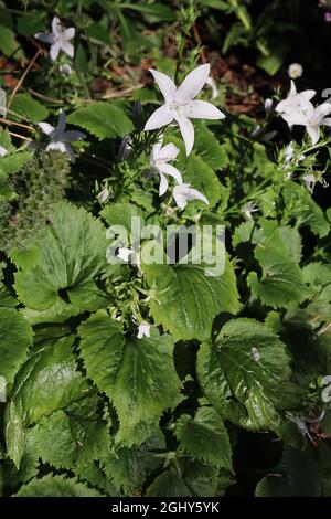 Campanula poscharskyana «EH Frost» bellflower de fuite EH Frost – fleurs blanches en forme d'étoile avec une teinte très bleu pâle, août, Angleterre, Royaume-Uni Banque D'Images