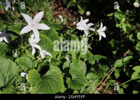 Campanula poscharskyana «EH Frost» bellflower de fuite EH Frost – fleurs blanches en forme d'étoile avec une teinte très bleu pâle, août, Angleterre, Royaume-Uni Banque D'Images