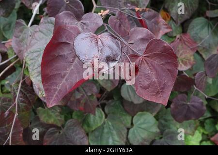 Cersis canadensis «Forest Pansy» Forêt de Rougnier de l'est Pansy – riches feuilles rouges brillantes et mauves mates, août, Angleterre, Royaume-Uni Banque D'Images