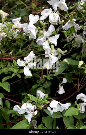 Clematis viticella ‘Alba luxurians’ clématis blanches aux pétales torsadés et aux touches vertes, août, Angleterre, Royaume-Uni Banque D'Images