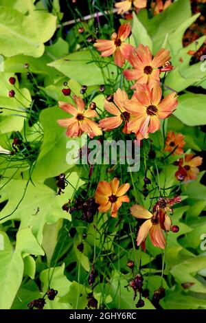 Coreopsis lanceolata «Mango Punch» tickseed Mango Punch – fleurs orange dusky avec centre jaune et pétales crantés, août, Angleterre, Royaume-Uni Banque D'Images