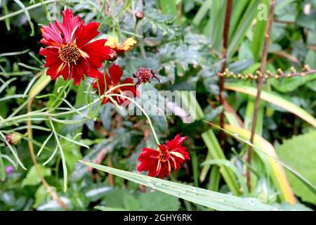 Coreopsis tinctoria Roulette – fleurs rouges profondes avec des rayures jaunes occasionnelles et des pétales crantés, août, Angleterre, Royaume-Uni Banque D'Images