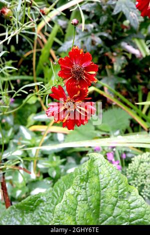 Coreopsis tinctoria Roulette – fleurs rouges profondes avec des rayures jaunes occasionnelles et des pétales crantés, août, Angleterre, Royaume-Uni Banque D'Images