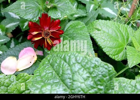 Coreopsis tinctoria Roulette – fleurs rouges profondes avec des rayures jaunes occasionnelles et des pétales crantés, août, Angleterre, Royaume-Uni Banque D'Images