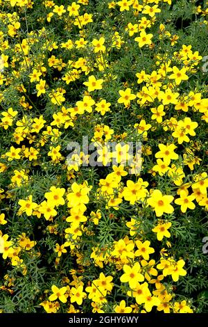 Coreopsis verticillata ‘Zagreb’ grackseed Zagreb – fleurs jaunes profondes et petites feuilles vert foncé finement divisées, août, Angleterre, Royaume-Uni Banque D'Images