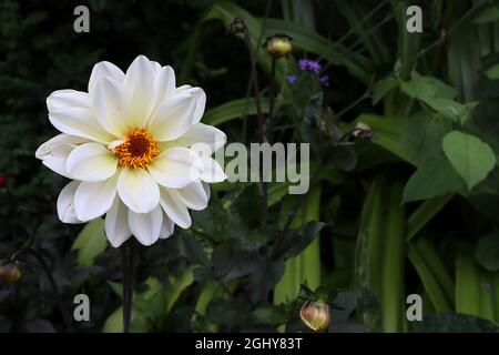 Dahlia «Bishop of Dover» fleurs blanches à fleurs uniques du groupe 1, semi-doubles, avec des feuilles très vertes, août, Angleterre, Royaume-Uni Banque D'Images