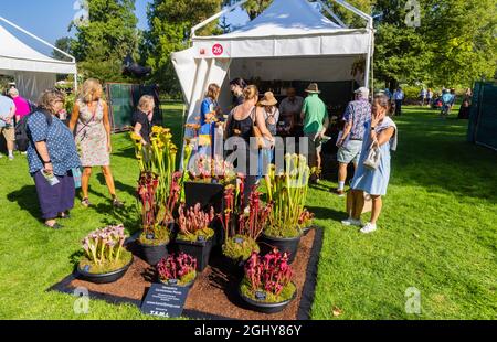 Exposition de plantes carnivores inhabituelles au RHS Garden Wisley Flower Show 2021, dans le légendaire RHS Garden à Wisley, Surrey, lors d'une journée ensoleillée en septembre Banque D'Images