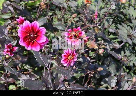 Dahlia ‘les nuits de la marque’ classe Misc Groupe 10 fleurs rose foncé avec halo rouge, août, Angleterre, Royaume-Uni Banque D'Images