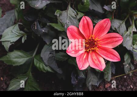 Dahlia ‘Happy Single Flame’ fleurs jaunes du groupe 1 de dahlia à fleurs simples avec lavage rouge et feuilles de bronze violet, août, Angleterre, Royaume-Uni Banque D'Images