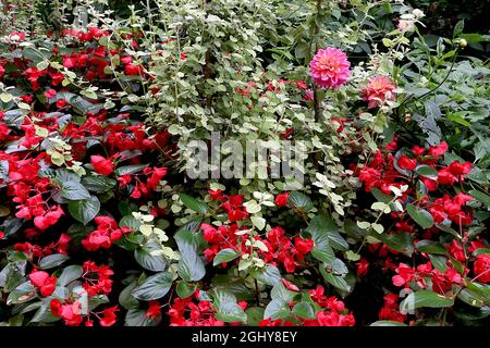 Dahlia 'molody Pink Allegro' Décorative Dahlia Group 5 fleurs roses profondes avec halo orange pâle, août, Angleterre, Royaume-Uni Banque D'Images