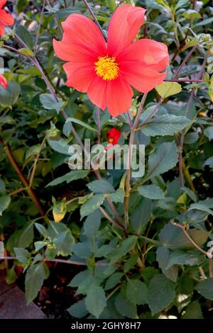 Dahlia 'orangeade' fleurs rouges corail à fleurs uniques du groupe 1 avec centre jaune, août, Angleterre, Royaume-Uni Banque D'Images