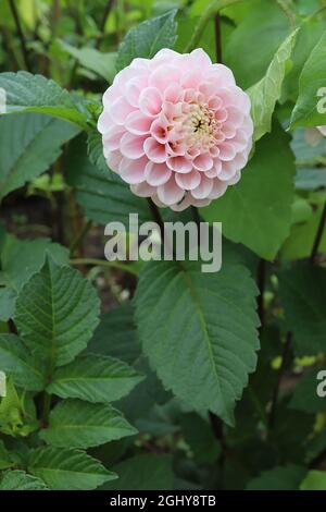 Dahlia ‘Wizard of Oz’ ball dahlia Group 6 fleurs sphériques rose clair avec pointes de pétale blanches, août, Angleterre, Royaume-Uni Banque D'Images