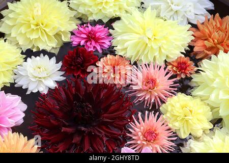 Dahlia Mix Decorative et cactus dahlias reposant sur l'eau, août, Angleterre, Royaume-Uni Banque D'Images