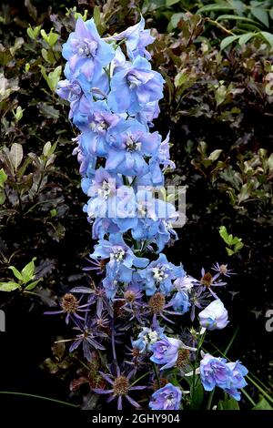 Delphinium «Magic Fountain Sky Blue» Larkspur Sky Blue – ratons laveurs verticaux de fleurs bleu vif à franges roses, août, Angleterre, Royaume-Uni Banque D'Images