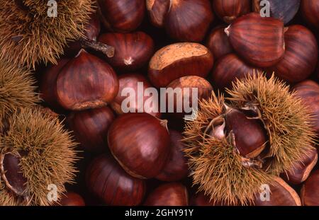CHÂTAIGNES EUROPÉENNES FRAÎCHEMENT RÉCOLTÉES ÉGALEMENT CONNUES SOUS LE NOM DE CHÂTAIGNES ESPAGNOLES OU DOUCES (CASTANEA SATIVA) CERTAINES ENCORE DANS LEURS CUPULLES ÉPINEUSES (ENVELOPPES). AUSTRALIE. Banque D'Images