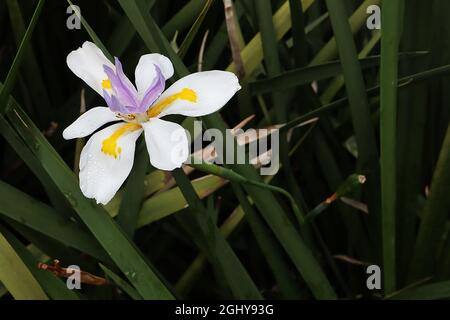 Dietes grandiflora ‘Reen Lelie’ Fairy iris – chutes blanches avec des marques jaunes et des étalons violets courts, août, Angleterre, Royaume-Uni Banque D'Images