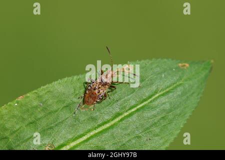 Insecte Rhopalus subrufus, famille des Bugs végétaux sans scentless (Rhopalidae). Gros plan sur une lame. Sur une feuille dans un jardin hollandais. Pays-Bas, été, septembre. Banque D'Images